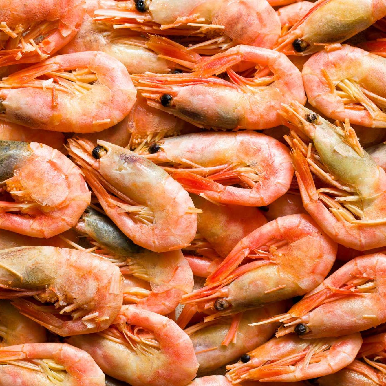 top view of the shrimps